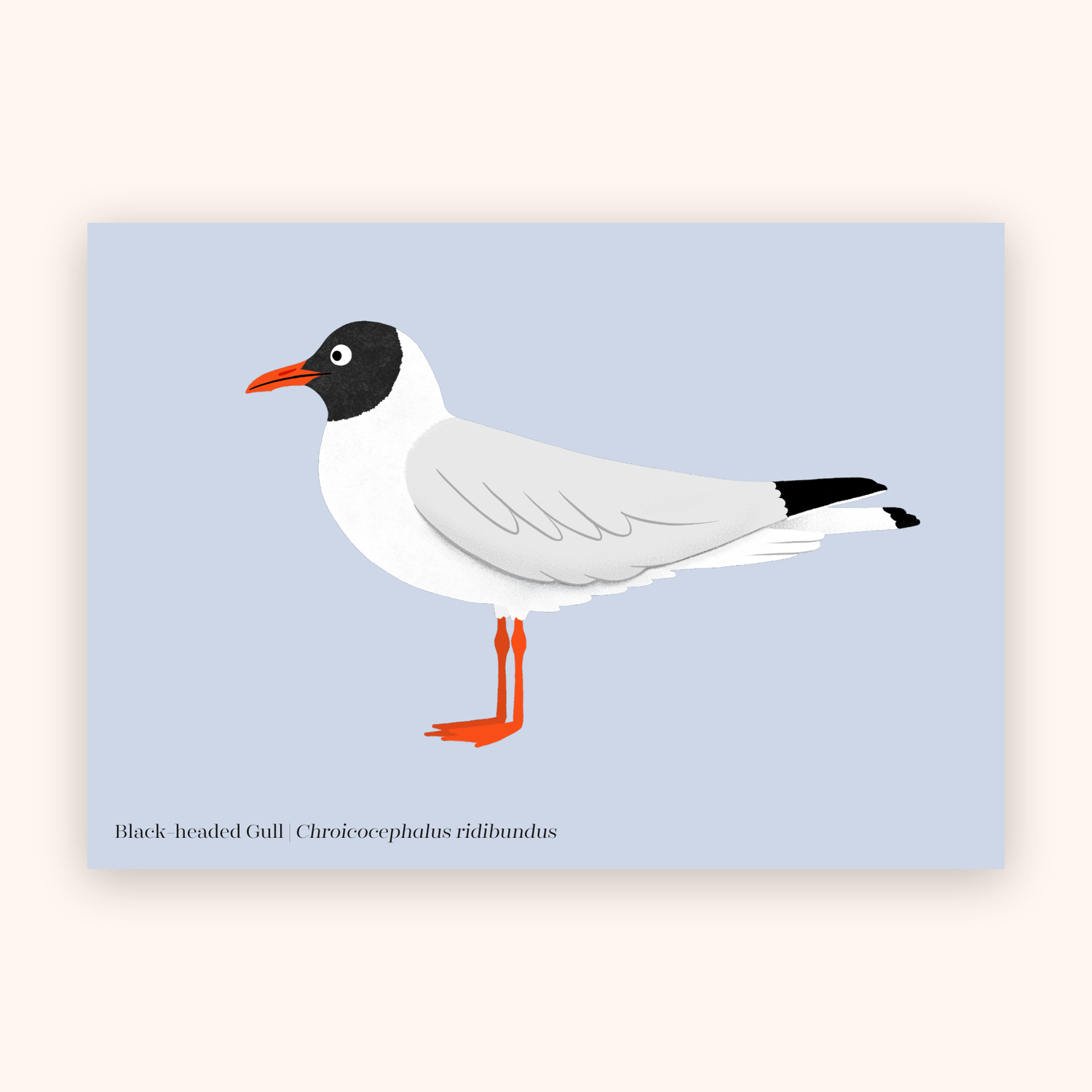 Black-headed gull A5 mini poster mockup