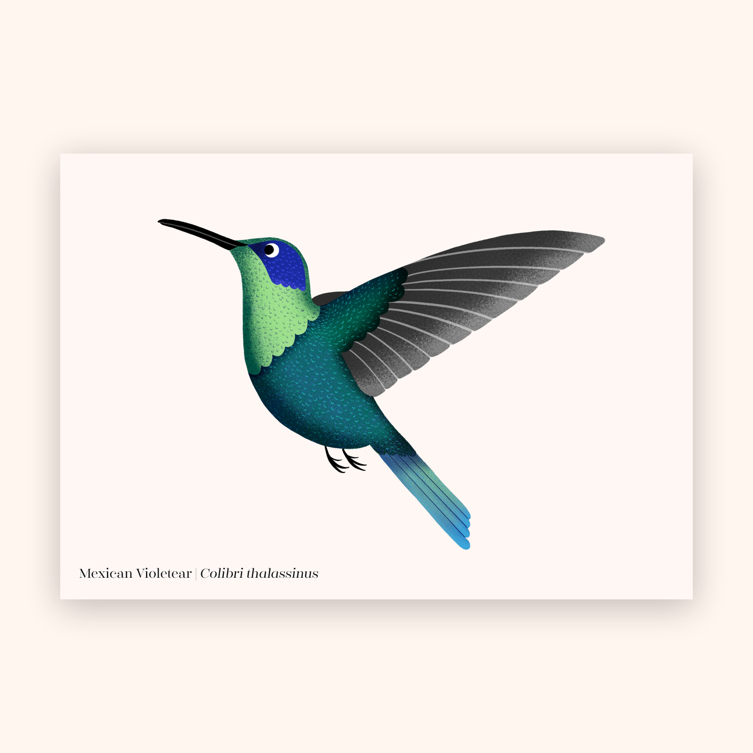 Mexican violetear A5 mini poster mockup