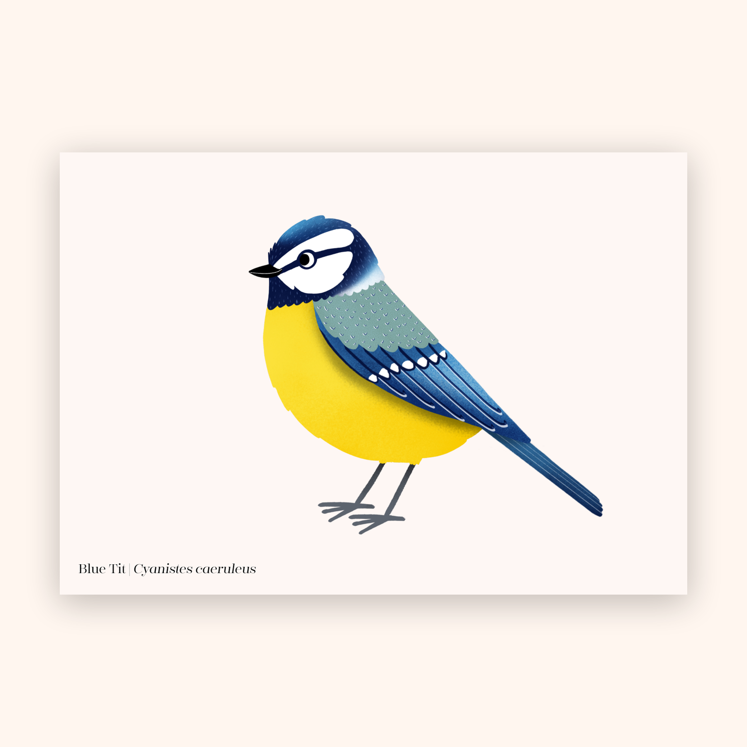 Blue tit A5 mini poster mockup