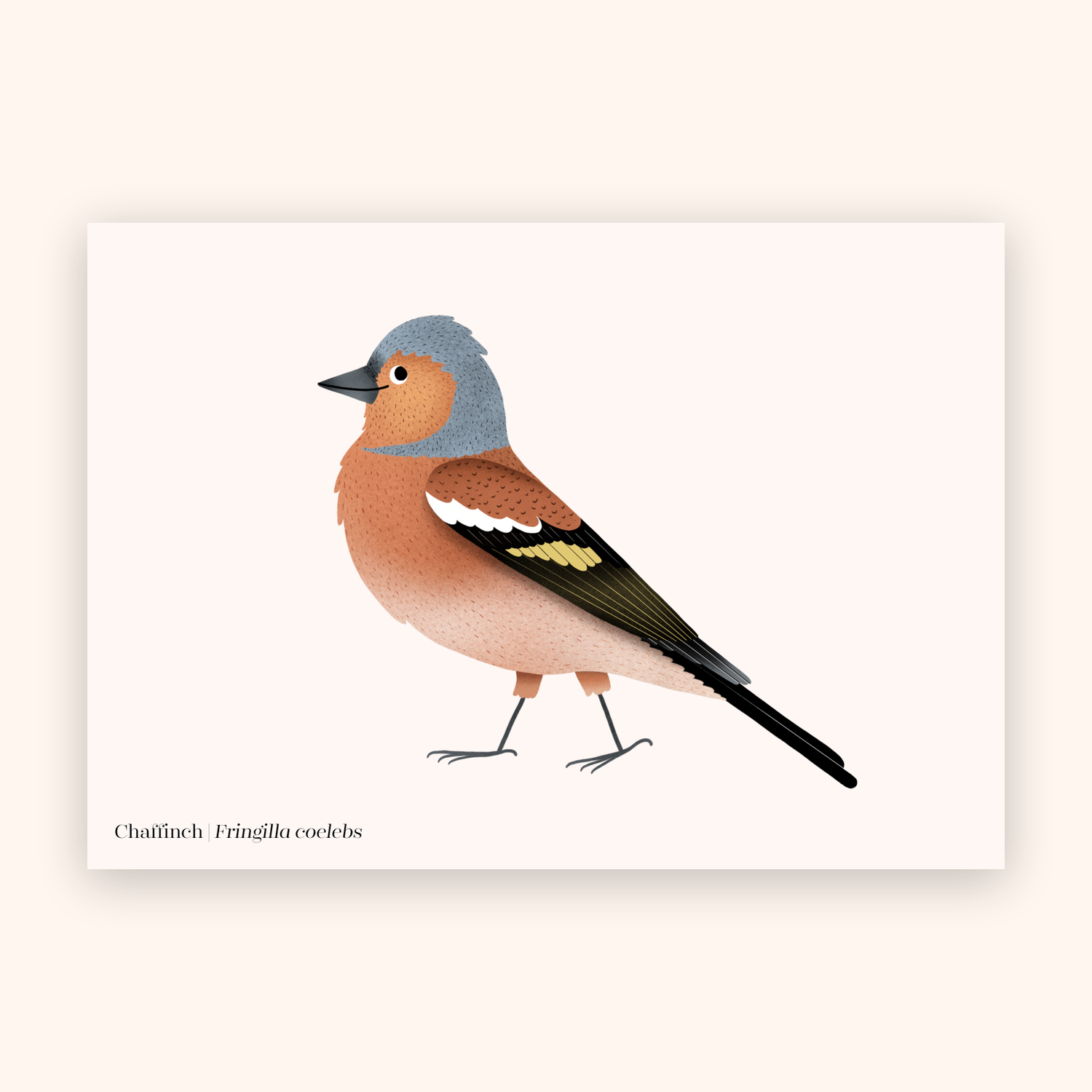 Chaffinch A5 mini poster mockup